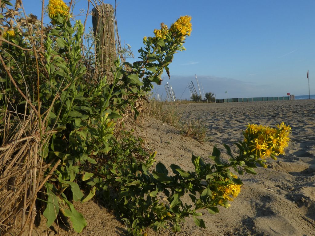 Solidago virgaurea subsp. litoralis / Verga doro marina